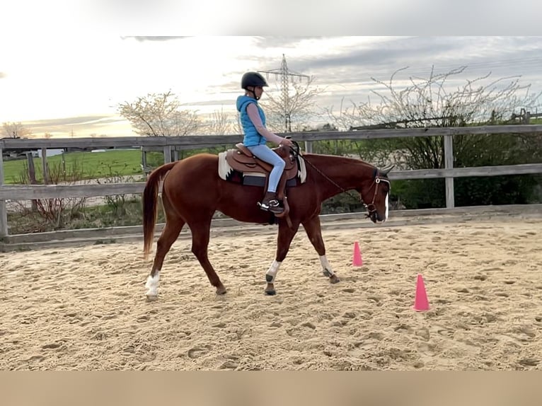 American Quarter Horse Gelding 11 years 14,3 hh Chestnut-Red in Stephanskirchen