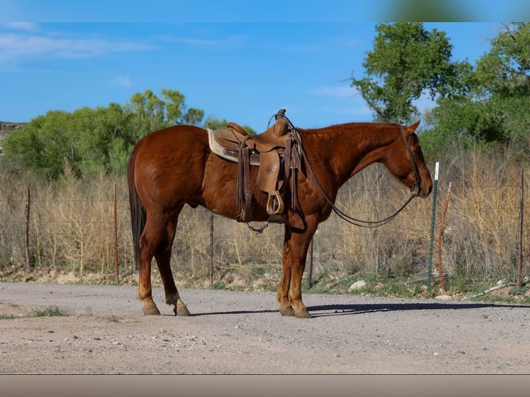 American Quarter Horse Gelding 11 years 14,3 hh Chestnut in Camp Verde AZ