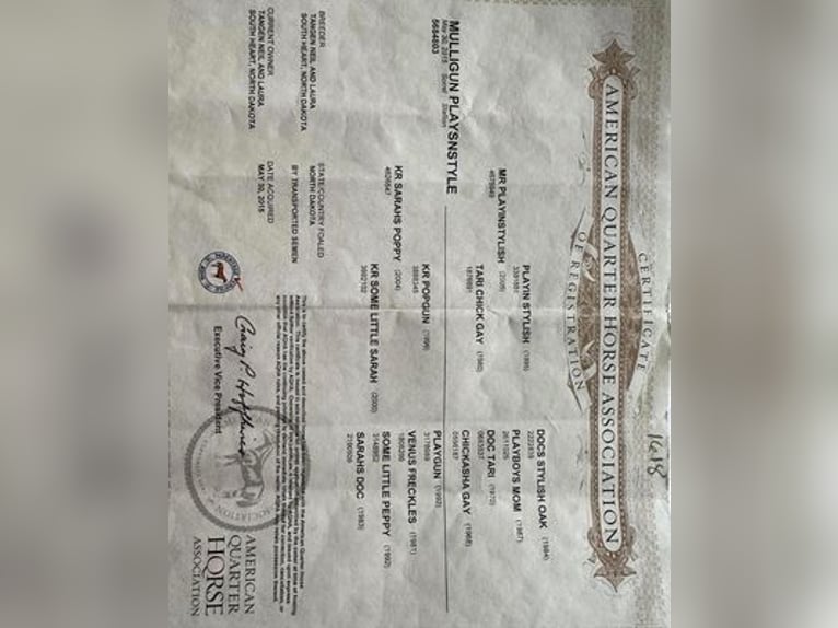 American Quarter Horse Gelding 11 years 14.3 hh Chestnut in Turlock CA