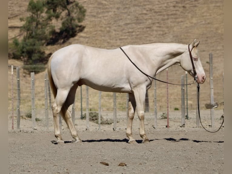 American Quarter Horse Gelding 11 years 14.3 hh Cremello in Paicines CA