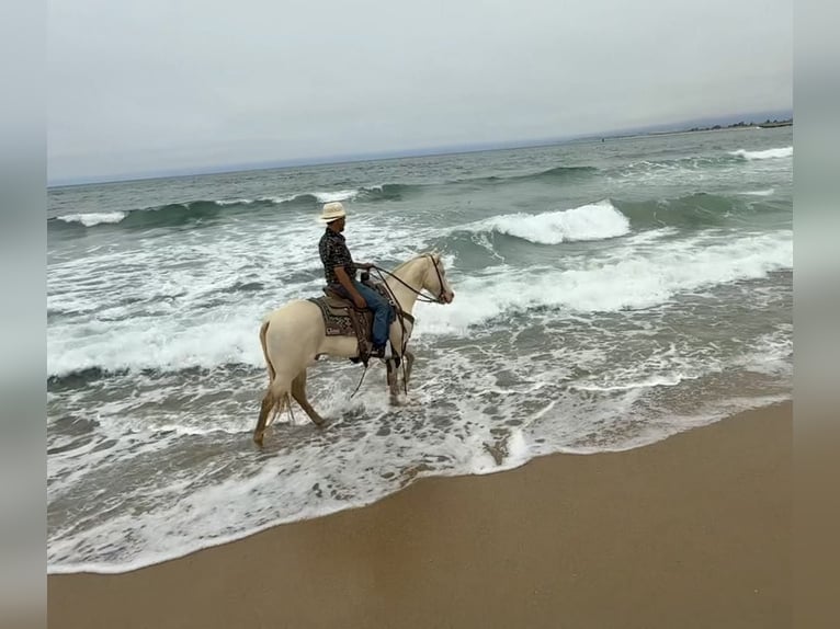 American Quarter Horse Gelding 11 years 14.3 hh Cremello in Paicines CA