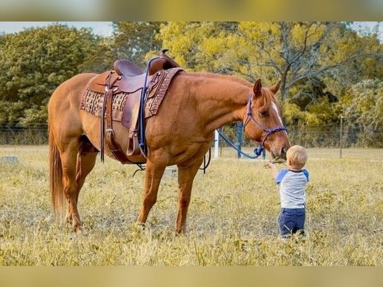 American Quarter Horse Gelding 11 years 14.3 hh Dun in Seattle