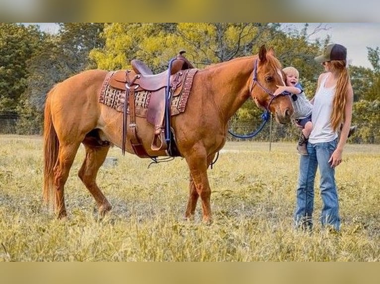 American Quarter Horse Gelding 11 years 14.3 hh Dun in Seattle