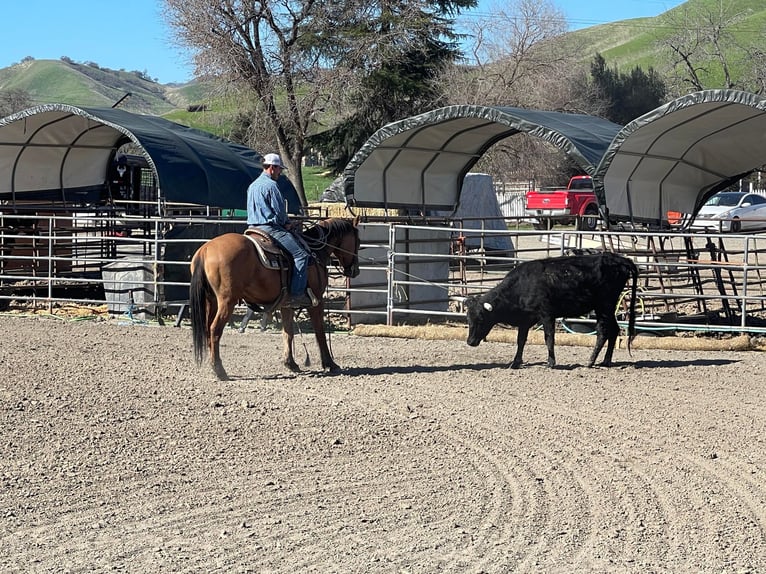 American Quarter Horse Gelding 11 years 14,3 hh Dun in Paicines CA