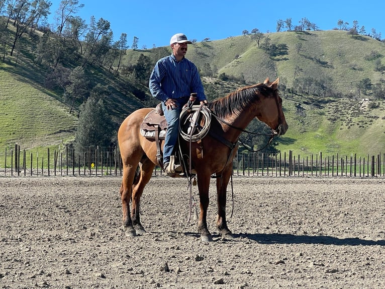 American Quarter Horse Gelding 11 years 14,3 hh Dun in Paicines CA