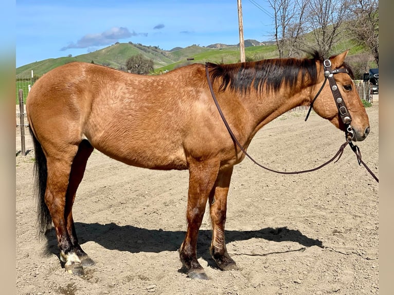 American Quarter Horse Gelding 11 years 14,3 hh Dun in Paicines CA