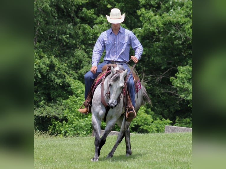 American Quarter Horse Gelding 11 years 14,3 hh Gray-Dapple in Brodhead KY