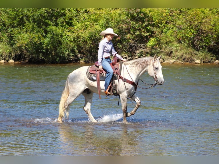 American Quarter Horse Gelding 11 years 14,3 hh Gray in Clarion, PA