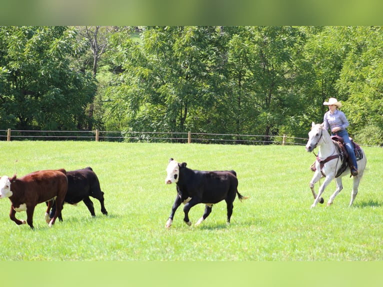 American Quarter Horse Gelding 11 years 14,3 hh Gray in Clarion, PA