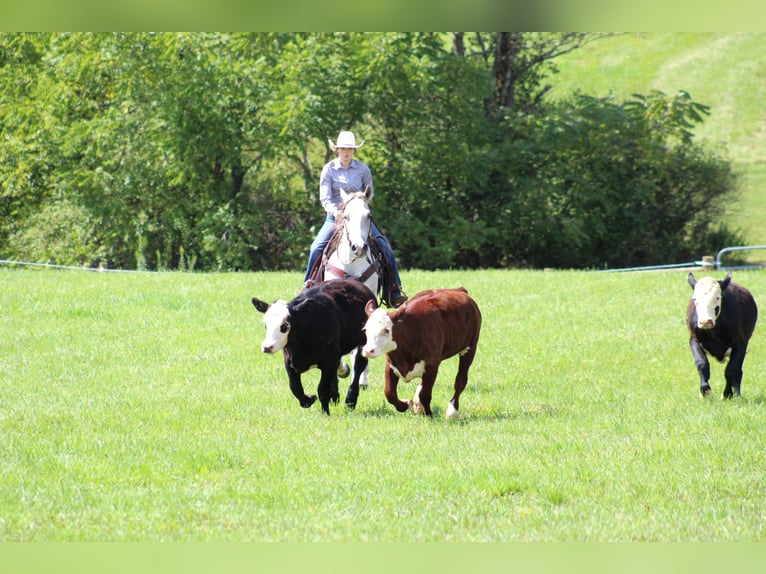 American Quarter Horse Gelding 11 years 14,3 hh Gray in Clarion, PA