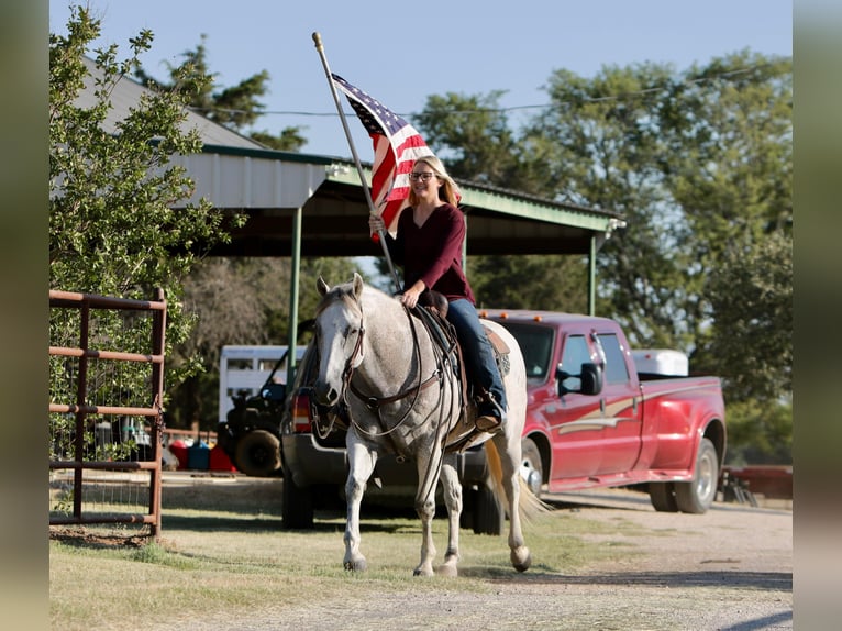 American Quarter Horse Gelding 11 years 14,3 hh Gray in Joshua TX