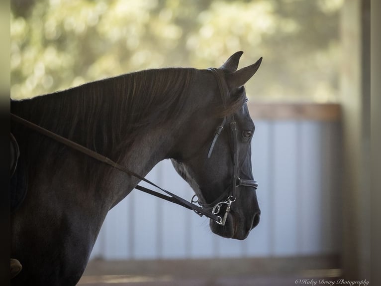 American Quarter Horse Gelding 11 years 14,3 hh Grullo in Auburn