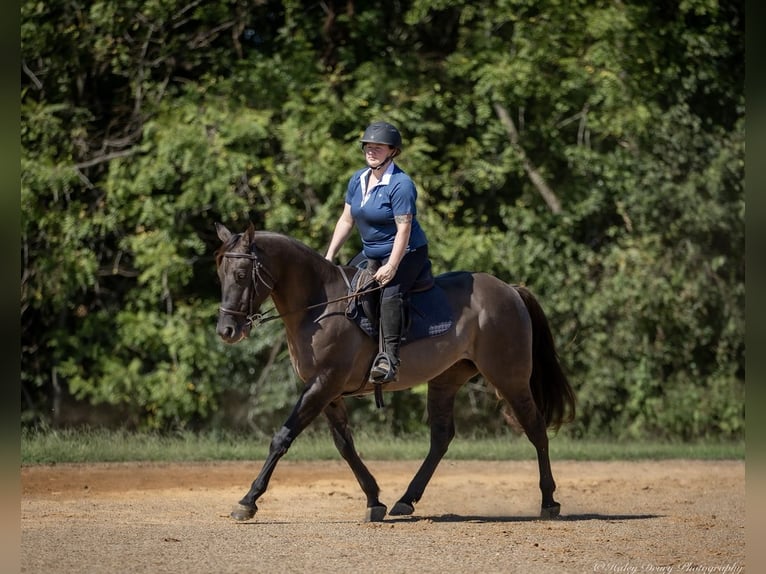 American Quarter Horse Gelding 11 years 14,3 hh Grullo in Auburn