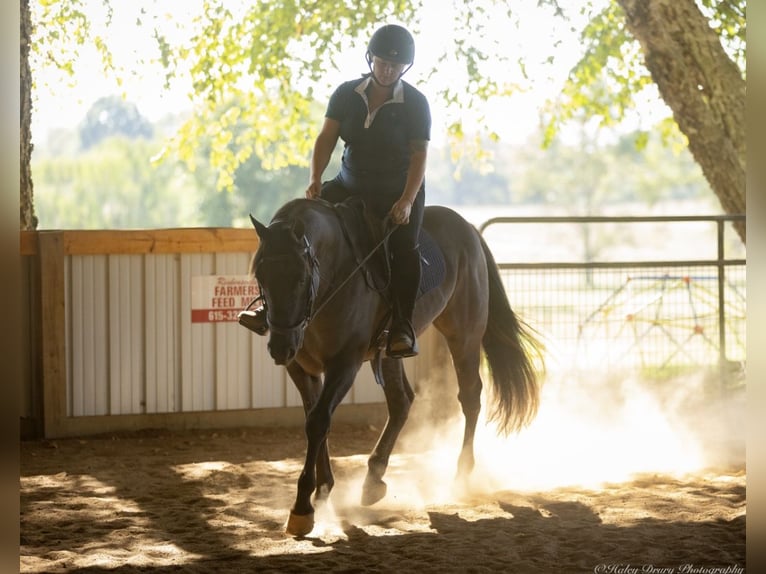 American Quarter Horse Gelding 11 years 14,3 hh Grullo in Auburn