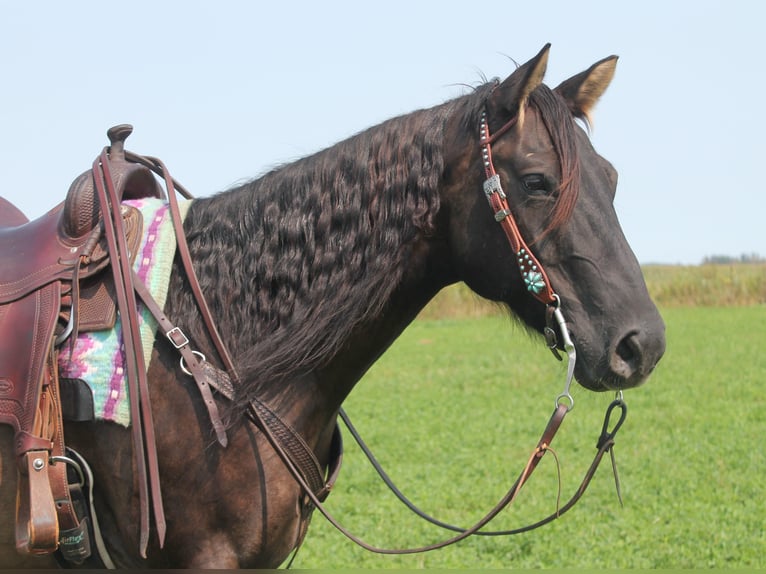 American Quarter Horse Gelding 11 years 14,3 hh Grullo in Fairbanks IA