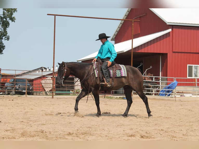 American Quarter Horse Gelding 11 years 14,3 hh Grullo in Fairbanks IA