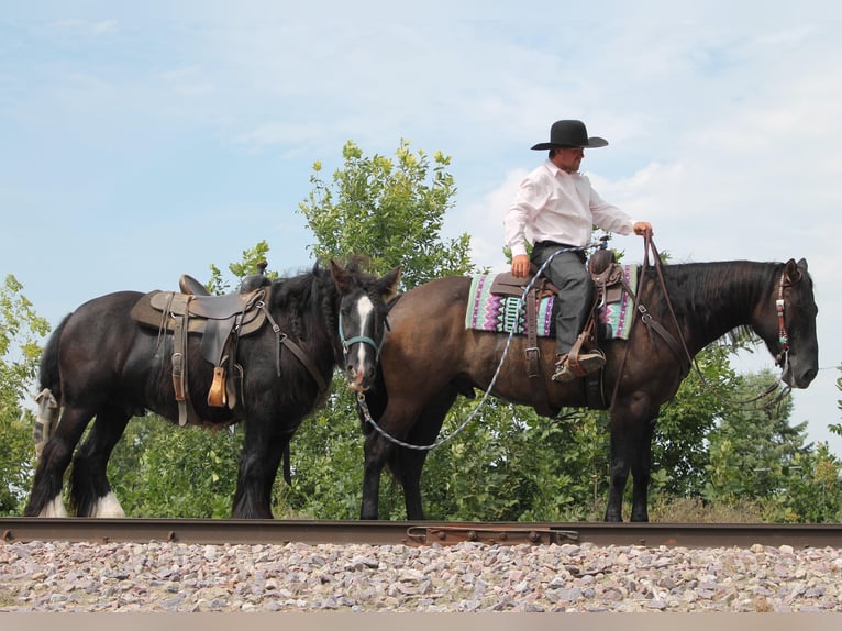 American Quarter Horse Gelding 11 years 14,3 hh Grullo in Fairbanks IA