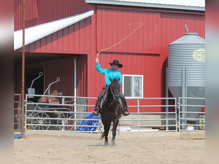 American Quarter Horse Gelding 11 years 14,3 hh Grullo in Fairbanks IA