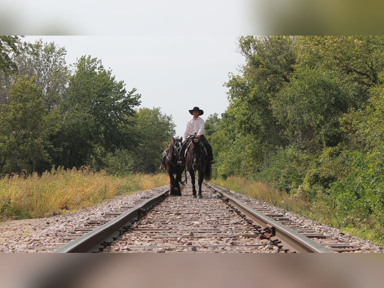 American Quarter Horse Gelding 11 years 14,3 hh Grullo in Fairbanks IA