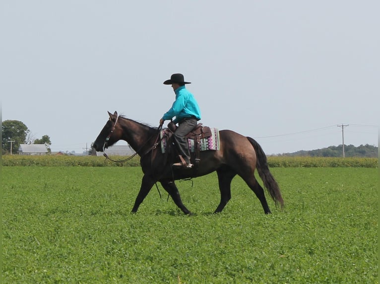 American Quarter Horse Gelding 11 years 14,3 hh Grullo in Fairbanks IA