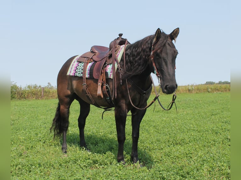 American Quarter Horse Gelding 11 years 14,3 hh Grullo in Fairbanks IA