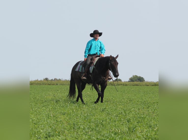 American Quarter Horse Gelding 11 years 14,3 hh Grullo in Fairbanks IA