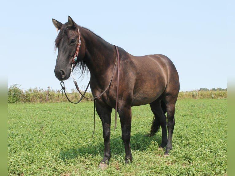 American Quarter Horse Gelding 11 years 14,3 hh Grullo in Fairbanks IA