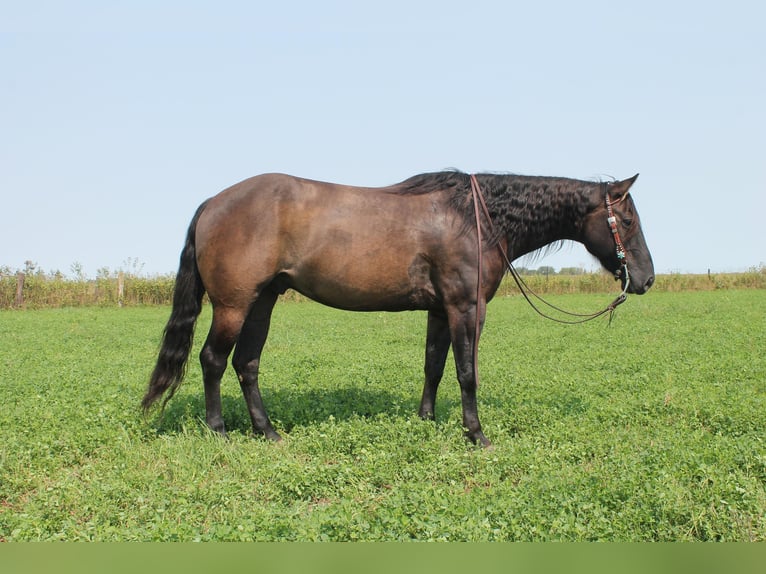 American Quarter Horse Gelding 11 years 14,3 hh Grullo in Fairbanks IA