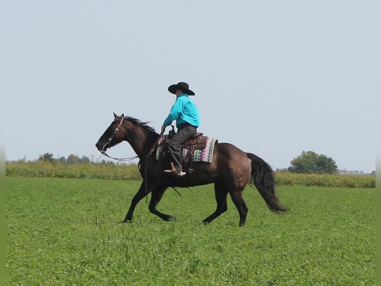 American Quarter Horse Gelding 11 years 14,3 hh Grullo in Fairbanks IA