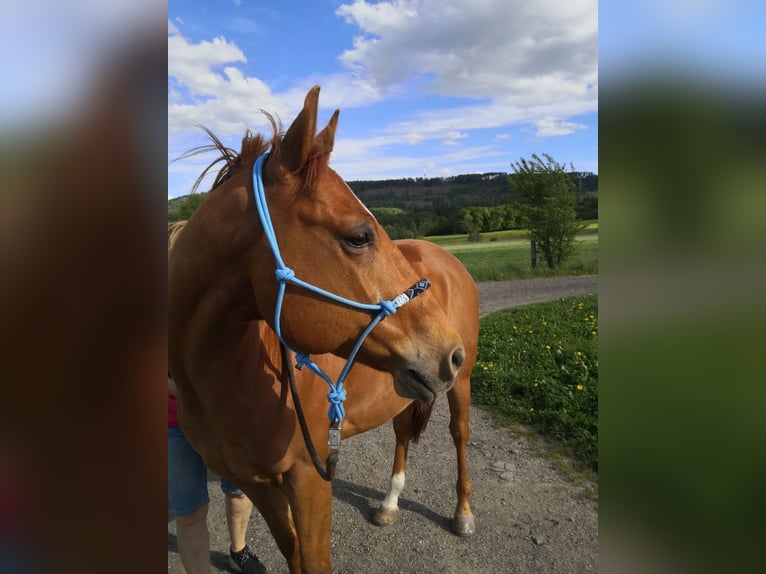 American Quarter Horse Gelding 11 years 14,3 hh in Neu-Anspach