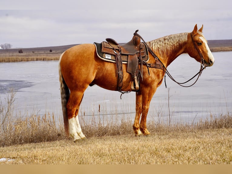 American Quarter Horse Gelding 11 years 14,3 hh Palomino in Valley Springs, SD
