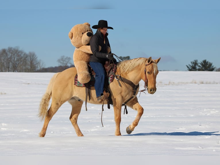 American Quarter Horse Gelding 11 years 14.3 hh Palomino in Clarion