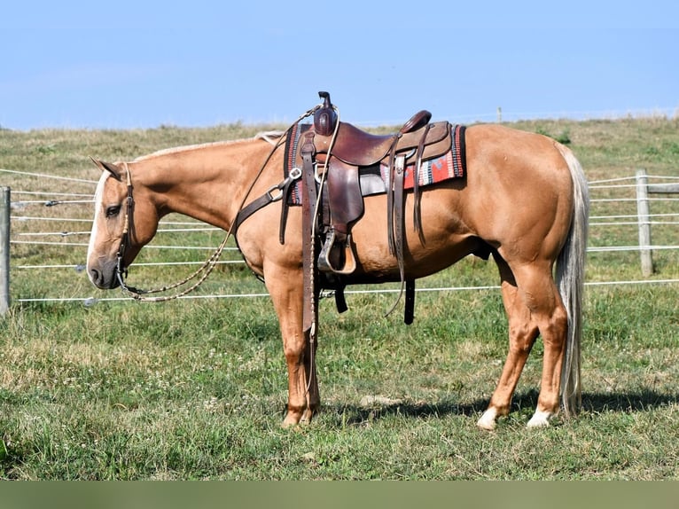 American Quarter Horse Gelding 11 years 14,3 hh Palomino in Rebersburg, PA