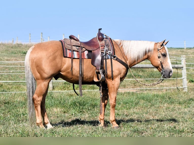 American Quarter Horse Gelding 11 years 14,3 hh Palomino in Rebersburg, PA