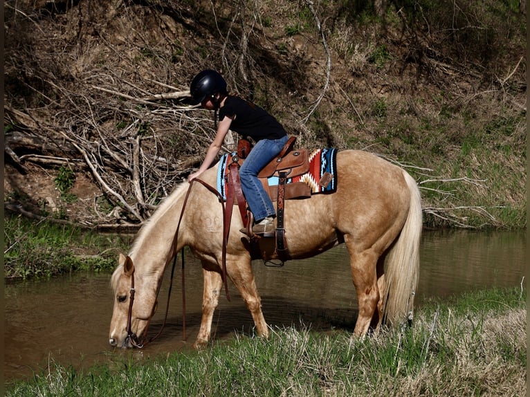 American Quarter Horse Gelding 11 years 14.3 hh Palomino in Weatherford