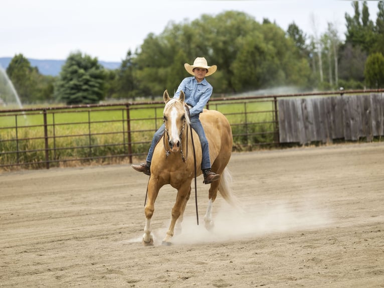 American Quarter Horse Gelding 11 years 14,3 hh Palomino in Caldwell, ID