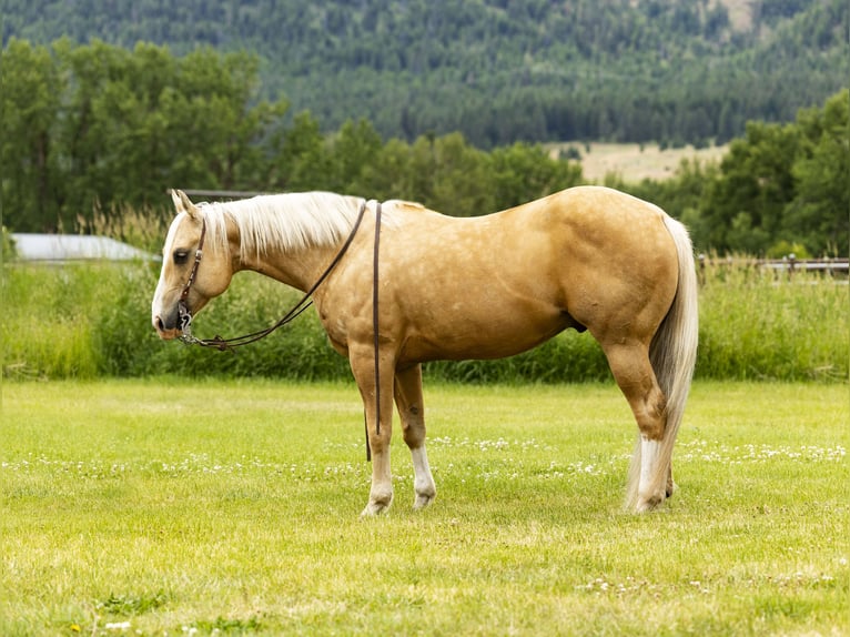 American Quarter Horse Gelding 11 years 14,3 hh Palomino in Caldwell, ID