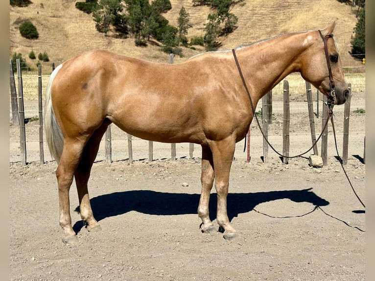 American Quarter Horse Gelding 11 years 14,3 hh Palomino in Bitterwater CA