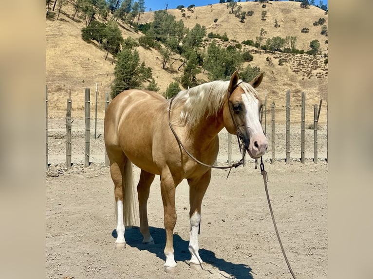 American Quarter Horse Gelding 11 years 14.3 hh Palomino in Paicines CA