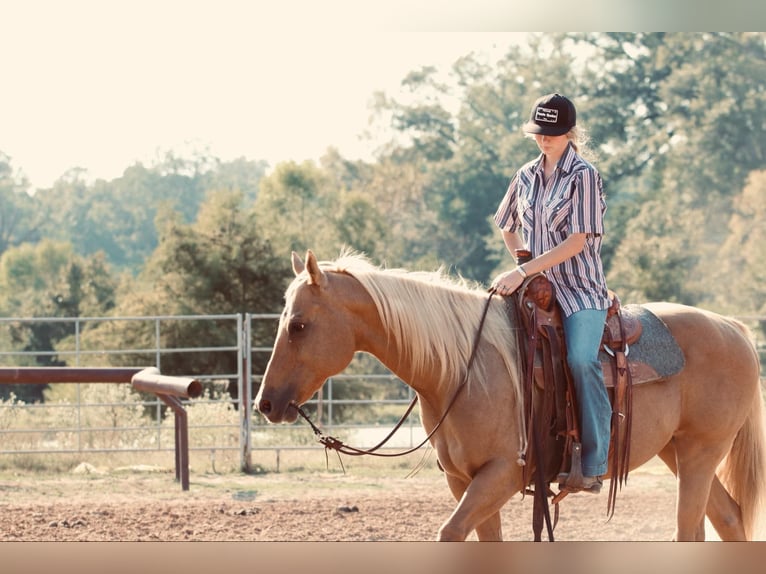 American Quarter Horse Gelding 11 years 14,3 hh Palomino in Carthage, TX