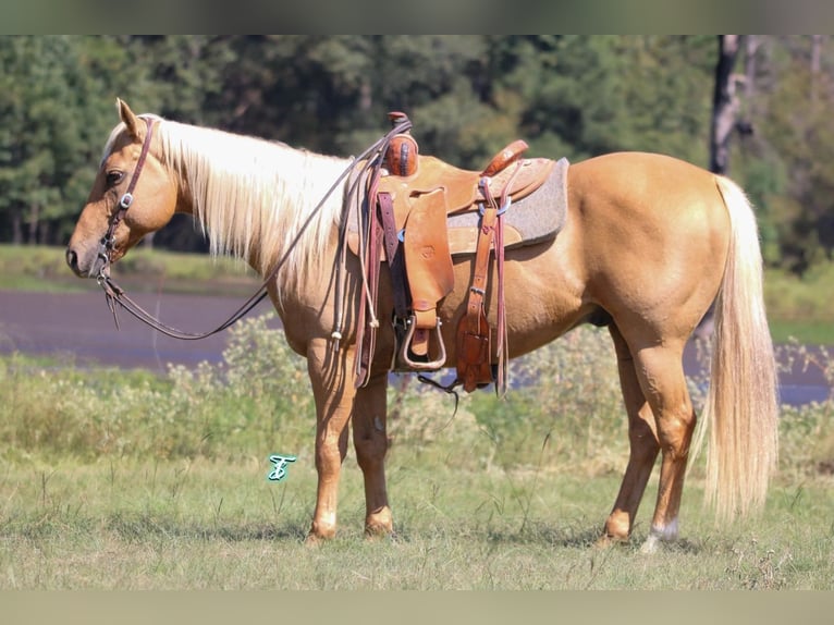 American Quarter Horse Gelding 11 years 14,3 hh Palomino in Carthage, TX