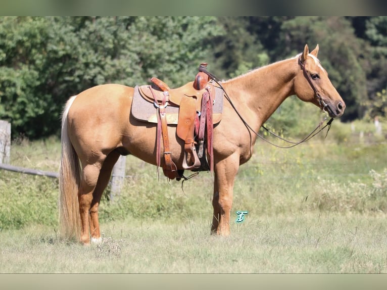 American Quarter Horse Gelding 11 years 14,3 hh Palomino in Carthage, TX