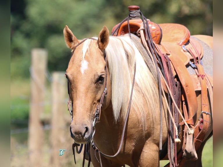 American Quarter Horse Gelding 11 years 14,3 hh Palomino in Carthage, TX