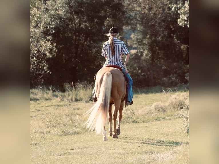 American Quarter Horse Gelding 11 years 14,3 hh Palomino in Carthage, TX