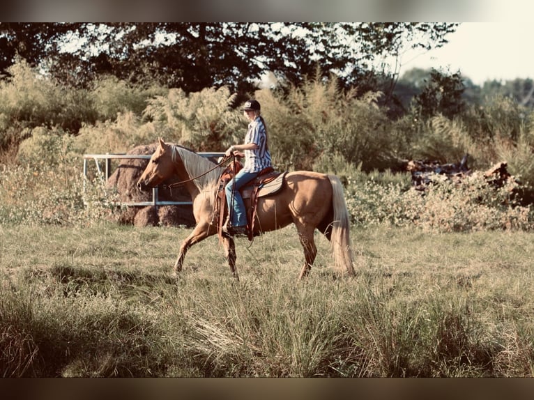 American Quarter Horse Gelding 11 years 14,3 hh Palomino in Carthage, TX