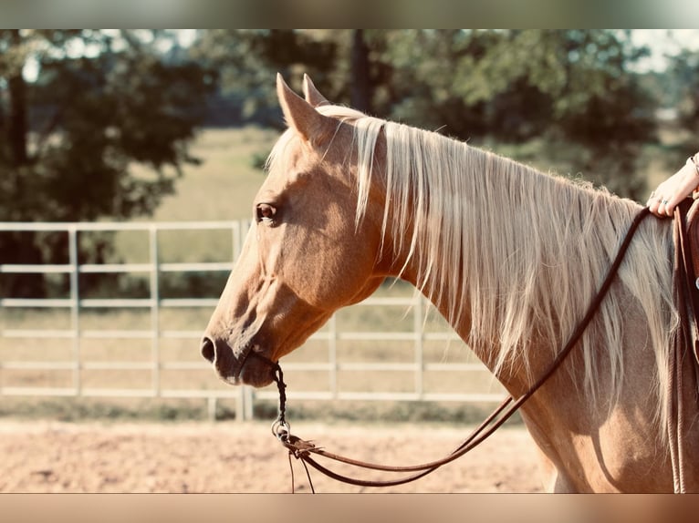 American Quarter Horse Gelding 11 years 14,3 hh Palomino in Carthage, TX