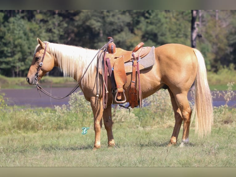 American Quarter Horse Gelding 11 years 14,3 hh Palomino in Carthage, TX