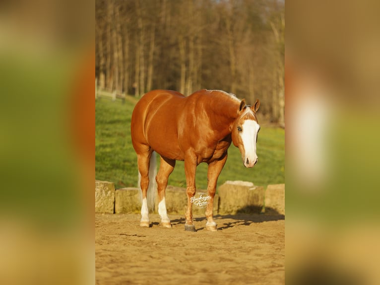 American Quarter Horse Gelding 11 years 14.3 hh Palomino in Millersburg