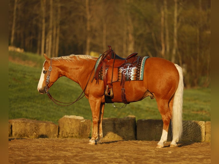 American Quarter Horse Gelding 11 years 14.3 hh Palomino in Millersburg