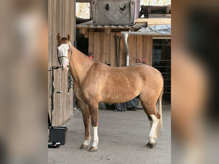 American Quarter Horse Gelding 11 years 14.3 hh Red Dun in Waldkirchen